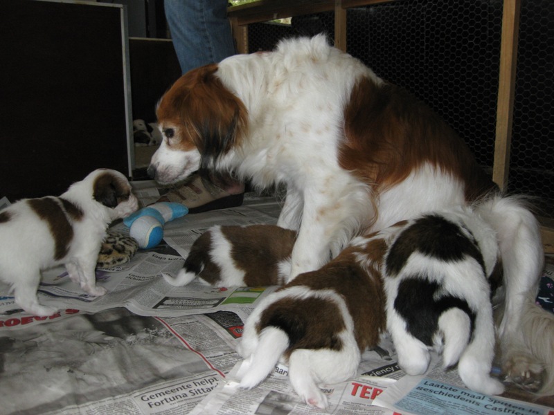Puppies